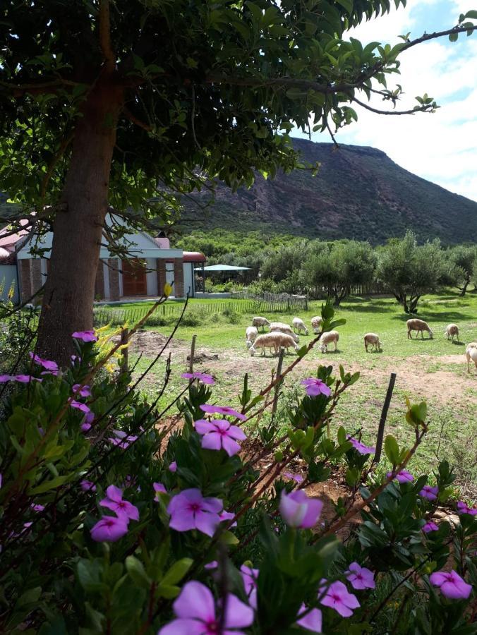 Baviaanskloof Landhuis Studtis المظهر الخارجي الصورة